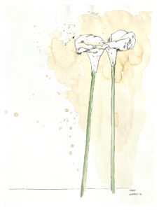 Scharvogel_2alteCallas_99_48x36