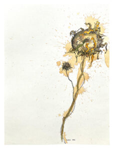 Scharvogel_AlteSonnenblume_99_40x30