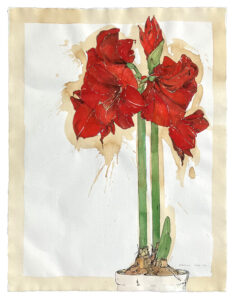 Scharvogel_Amaryllis_11_65,5x50