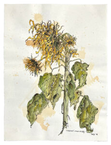 Scharvogel_ChristinesSonnenblume_98_40x30