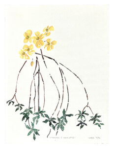 Scharvogel_Malaye&Eukalyptus_97_40x30