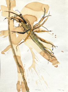 Scharvogel_Strelizie_99_40x30